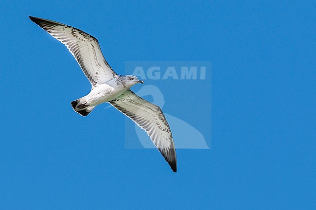 Reuzenzwartkopmeeuw, Pallas's Gull Ichthyaetus ichthyaetus stock-image by Agami/Arend Wassink,