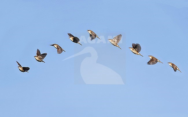 Sedge Warbler, Acrocephalus schoenobaenus, collage of display flight at Holmegårds Mose, Denmark stock-image by Agami/Helge Sorensen,