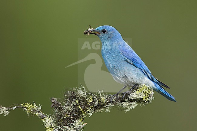 Adult male
Kamloops, B.C.
June 2015 stock-image by Agami/Brian E Small,