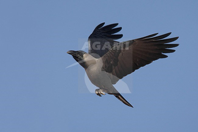 Huiskraai in de vlucht; House crow in flight stock-image by Agami/Daniele Occhiato,