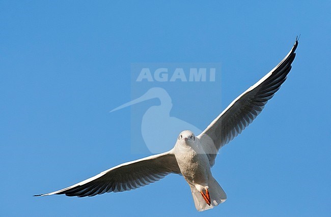 Overvliegende Kokmeeuw in winterkleed; Winterplumage Black-headed Gull flying over stock-image by Agami/Marc Guyt,