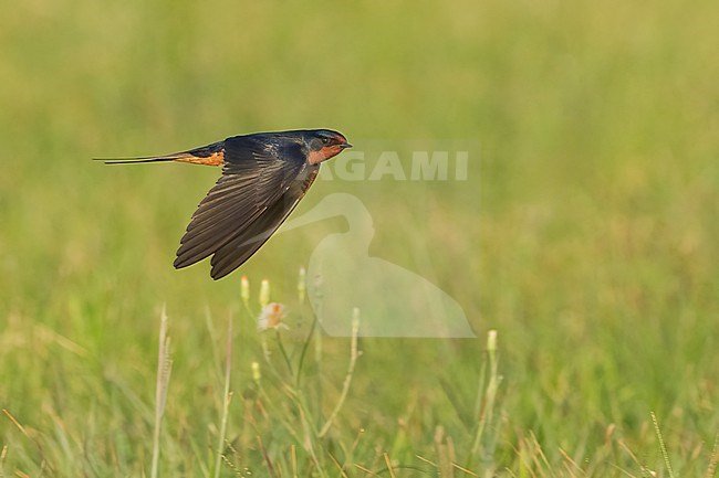 Adult American Barn Swallow (Hirundo rustica erythrogaster) in flight Galveston County, Texas, United States. stock-image by Agami/Brian E Small,