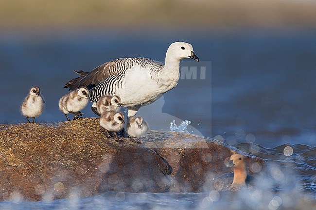 An adult Upland Goose (Chloephaga picta) resting on a rock with several ducklings in Argentina stock-image by Agami/Dubi Shapiro,