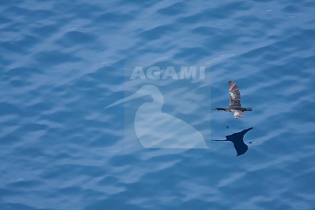 Shag - Krähenscharbe - Phalacrocorax aristotelis ssp. desmarestii, Spain (Mallorca), 3rd cy stock-image by Agami/Ralph Martin,