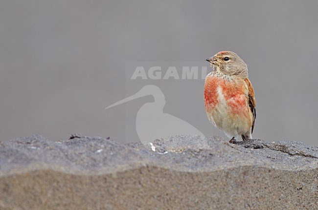 Mannetje Kneu; Male Linnet stock-image by Agami/Markus Varesvuo,