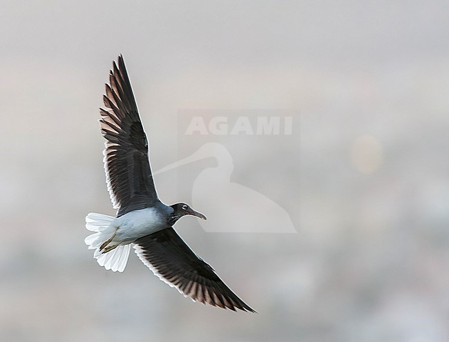 White-eyed Gull (Ichthyaetus leucophthalmus) coming to roost at disk off Eilat, Israel. stock-image by Agami/Marc Guyt,