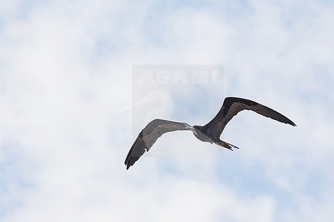 Male Magnificent Frigatebird (Fregata magnificens rothschildi) in Mexico. stock-image by Agami/Pete Morris,