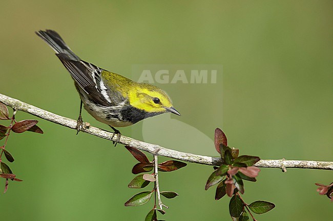 Adult male Black-throated Green Warbler, Setophaga virens
Galveston Co., TX stock-image by Agami/Brian E Small,