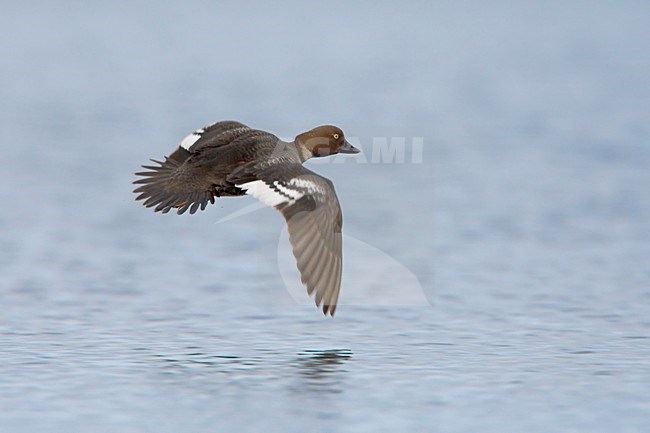 Vrouwtje Brilduiker in de vlucht; Female Common Goldeneye in flight stock-image by Agami/Daniele Occhiato,