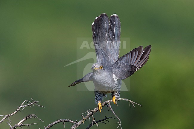 Koekoek; Common Cuckoo; Cuculus canorus stock-image by Agami/Daniele Occhiato,