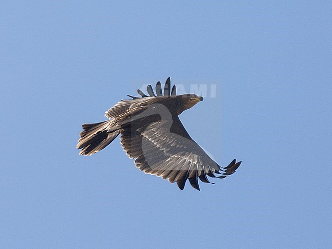 First-winter Greater Spotted Eagle (Clanga clanga) in flight, photo shows wings seen from above against blue sky. Oman stock-image by Agami/Markku Rantala,
