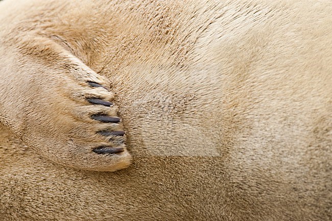 Gewone zeehond op strand; Harbour Seal on beach stock-image by Agami/Menno van Duijn,