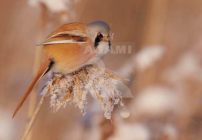 Baardman, Bearded Reedling stock-image by Agami/Markus Varesvuo,