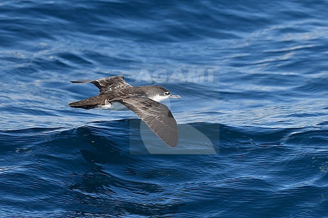 Galapagos Shearwater (Puffinus subalaris) on the Galapagos islands. Endemic breeder to the archipelago. Flying low over the sea surface. stock-image by Agami/Laurens Steijn,