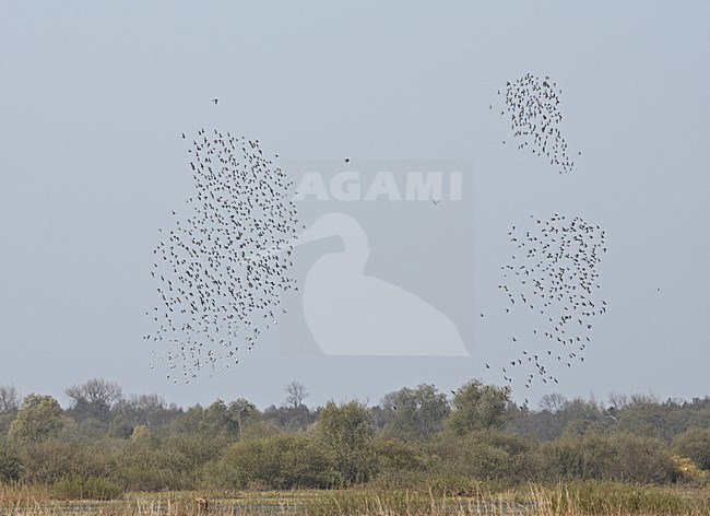 Ruff large flock flying; Kemphaan grote groep vliegend stock-image by Agami/Jari Peltomäki,