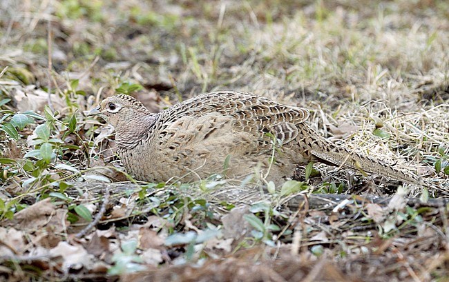 Fazant; Common Pheasant (Phasianus colchicus) stock-image by Agami/Dick Forsman,