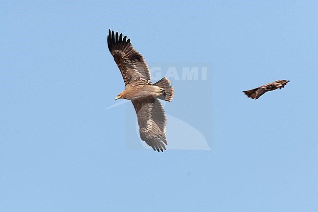 Steppe Eagle (Aquila nipalensis) soaring against a blue sky in Iran. Seen from below. stock-image by Agami/Edwin Winkel,