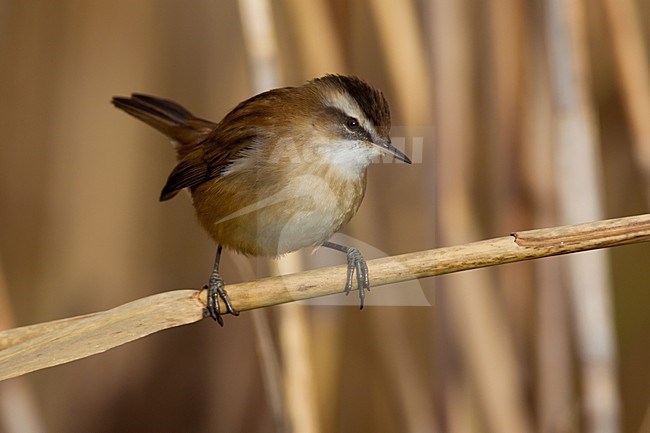 Zwartkoprietzanger op rietstengel; Moustached Warbler on reed stem stock-image by Agami/Daniele Occhiato,