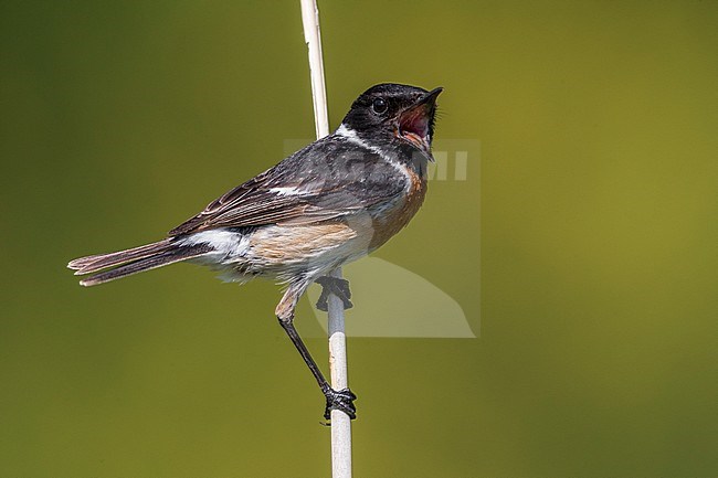 Zingend mannetje Roodborsttapuit; European Stonechat male singing stock-image by Agami/Daniele Occhiato,