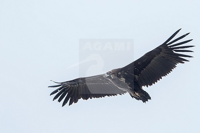 Cinereous Vulture (Aegypius monachus), Russia (Baikal), 2nd cy in flight, seen from below. stock-image by Agami/Ralph Martin,