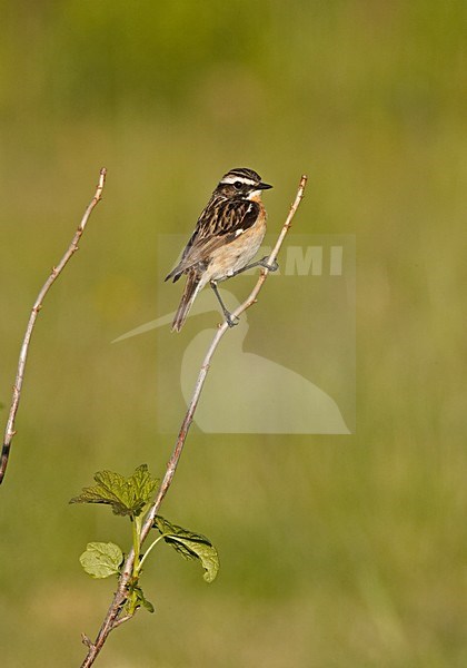 Whinchat male perched; Paapje man zittend stock-image by Agami/Jari Peltomäki,