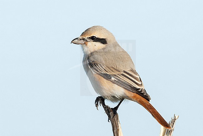 Daurische Klauwier, Daurian Shrike, Lanius isabellinus stock-image by Agami/Arend Wassink,