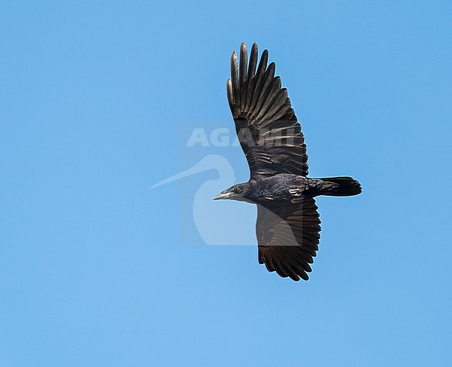 Juvenile, first-year Rook (Corvus frugilegus) flying in blue sky showing underside and fully spread wings stock-image by Agami/Ran Schols,