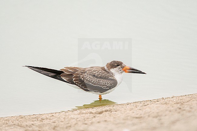Immature Black skimmer (Rynchops niger) standing in shallow water at a coastal lagoon, Lima, Peru. stock-image by Agami/Marc Guyt,