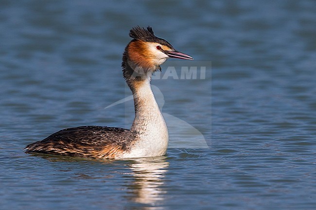 Fuut, Great Crested Grebe stock-image by Agami/Daniele Occhiato,