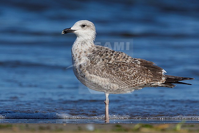 Yellow-legged Gull (Larus michahellis), juvenile standing on the shore stock-image by Agami/Saverio Gatto,