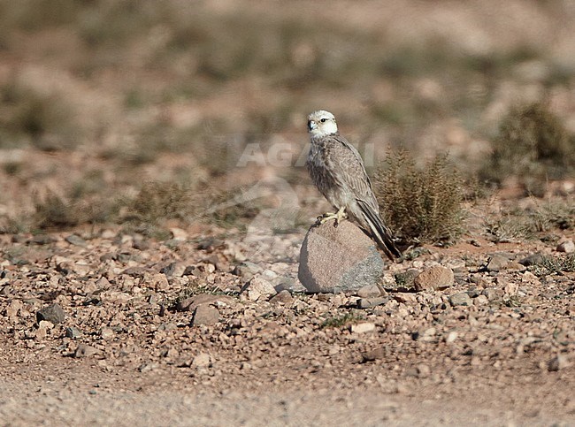 Lanner Falcon (Falco biarmicus) sitting on the ground at Tagdilt Track in Morocco. stock-image by Agami/Michael McKee,