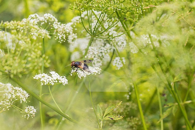 Ground-elder stock-image by Agami/Wil Leurs,