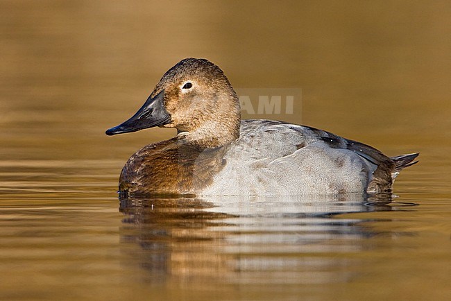 Canvasback (Aythya valisineria) swimming on a golden pond in Victoria, BC, Canada. stock-image by Agami/Glenn Bartley,