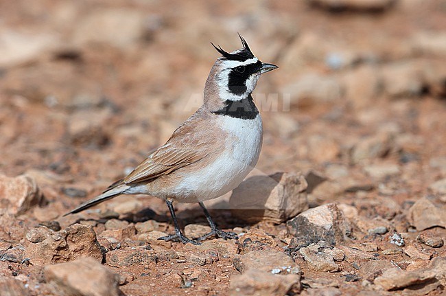 Temminck's Lark  Eremophila bilopha taken the 22/03/2022 at Boumalne Dadès - Morroco stock-image by Agami/Aurélien Audevard,