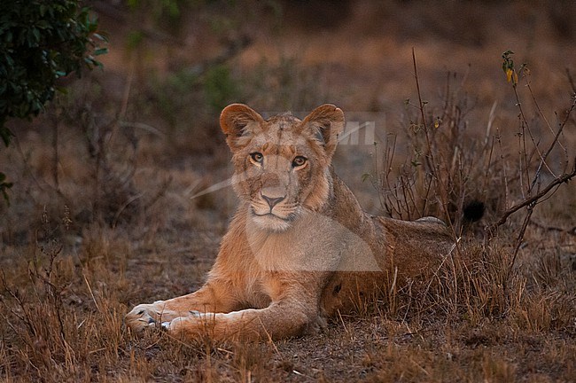 Portrait of young male lion, Panthera leo, at rest. Masai Mara National Reserve, Kenya. stock-image by Agami/Sergio Pitamitz,