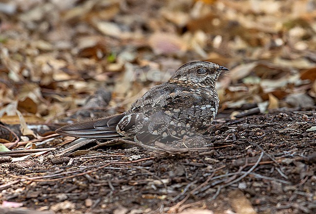 Female Scissor-tailed Nightjar (Hydropsalis torquata furcifer) roosting during the day on the ground among dead leaves stock-image by Agami/Andy & Gill Swash ,