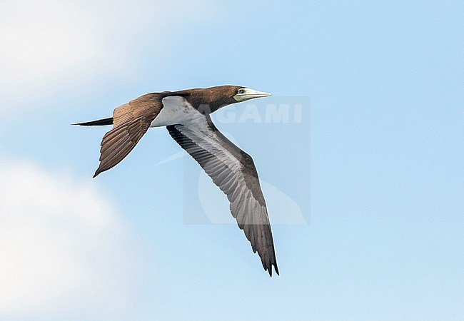 Indo-Pacific Brown Booby (Sula leucogaster plotus) in French Polynesia. stock-image by Agami/Pete Morris,