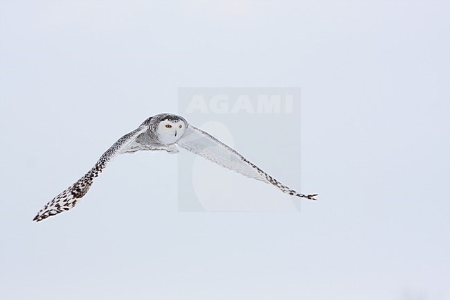 Sneeuwuil vliegend; Snowy Owl flying stock-image by Agami/Chris van Rijswijk,