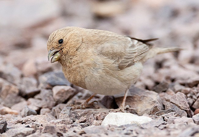 Female Sinai Rosefinch (Carpodacus synoicus) foraging on the ground in a desert canyon near Eilat, Israel stock-image by Agami/Marc Guyt,