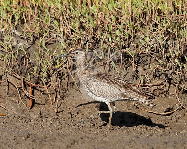 Eurasian Whimbrel (Numenius phaeopus) wintering in the mangroves of the Gambia. stock-image by Agami/Roy de Haas,