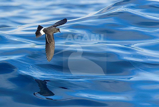 Immature Mediterranean Storm Petrel (Hydrobates pelagicus melitensis) off the coast of Tarragona (Eastern Spain) in the Mediterranean sea. North of the Ebro delta. Photo taken in autumn. Foraging near a commercial tuna fish farm. stock-image by Agami/Marc Guyt,