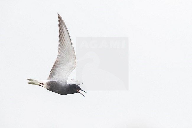 Summer plumaged adult Black Tern, Chlidonias niger, in Groningen, Netherlands. Eating an aquatic insect. stock-image by Agami/Marc Guyt,