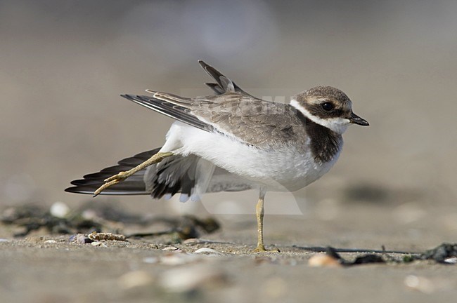 Common Ringed Plover immature standing on a beach; Bontbekplevier onvolwassen staand op strand stock-image by Agami/Arnold Meijer,