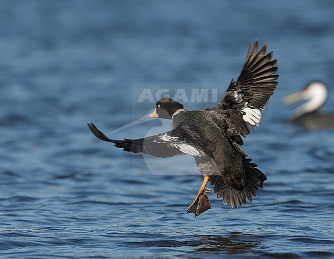 Vrouwtje IJslandse Brilduiker, Female Barrow's Goldeneye stock-image by Agami/Mike Danzenbaker,