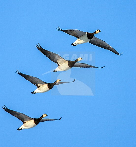 Brandgans in de vlucht; Barnacle Goose in flight stock-image by Agami/Menno van Duijn,