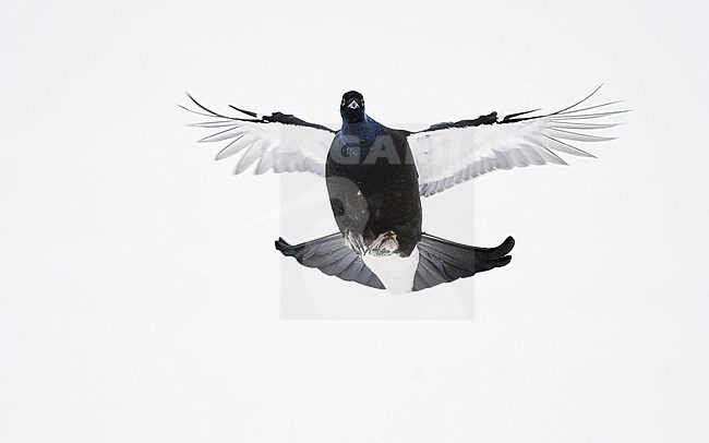Second-year male Black Grouse (Lyrurus tetrix) landing in the snow near Suomussalmi in Finland during a cold winter. stock-image by Agami/Markus Varesvuo,