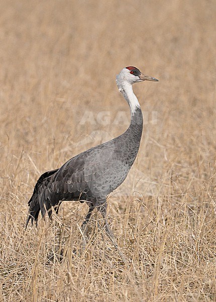 The Hooded Crane (Grus monacha) is a crane native to Eastern Russia and a migratory bird in Japan, Korea and China. stock-image by Agami/Eduard Sangster,