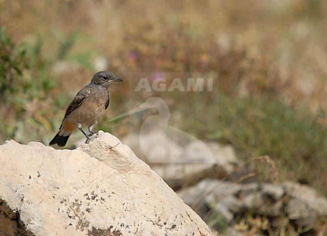 Juvenile Kurdish Wheatear (Oenanthe xanthoprymna) in Turkey. stock-image by Agami/Dani Lopez-Velasco,