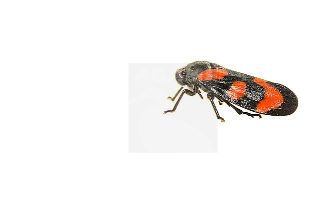 black-and-red froghopper, Cercopis vulnerata stock-image by Agami/Wil Leurs,