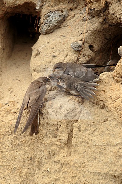 Oeverzwaluw voeder tijd; Sand martin feeding time stock-image by Agami/Walter Soestbergen,